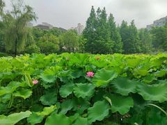 -沐仙湖湿地公园