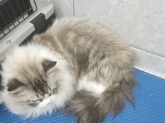 -芭比堂动物医院·24小时·眼科中心(深圳中心)