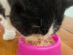 -猫小院猫主题餐厅(三里屯店)