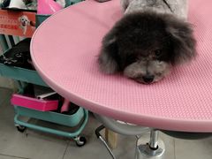 -宠颐生中康贝怡动物医院