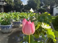 -无锡蠡湖国家湿地公园-蠡园