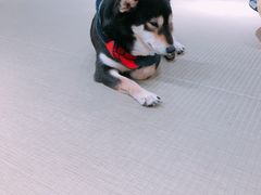 -逗柴咖啡屋·狗咖猫咖宠物桌游