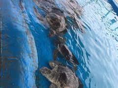 -北戴河圣蓝海洋公园
