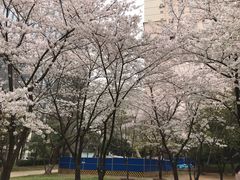 -武汉大学-樱园