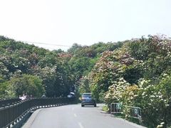-贵州百里杜鹃风景名胜区