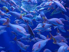 -成都浩海立方海洋公园