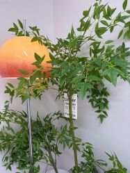-变美丽半永久定妆连锁·纹眉·机器野生眉