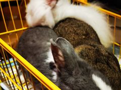 -猫色咖啡·猫咖
