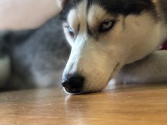 -Husky Go! 哈士奇体验馆·宠物咖啡厅狗咖