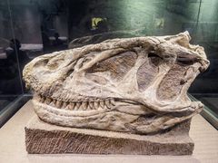 -自贡恐龙博物馆