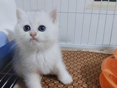 -爱宠屋pet shop·宠物洗澡·宠物美容