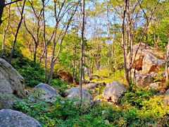 -大岭沟猕猴桃谷风景区