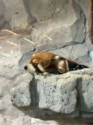 -Zoolung Zoolung动物主题公园(海信广场店)