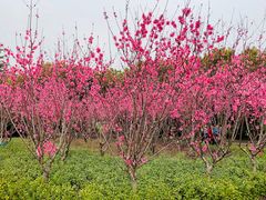 -上海市龙华烈士陵园