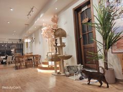 大堂-猫小主咖啡·猫咖cat cafe(福田店)