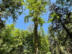 -素山寺森林公园