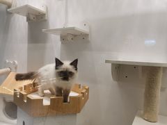 -喵喵咪呀布偶猫咖(春熙路店)