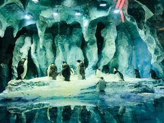 -帝企鹅自助餐厅•儿童岛•真企鹅(长隆企鹅酒店)