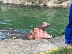 -云中鱼蒸汽石锅鱼(川沙百联店)