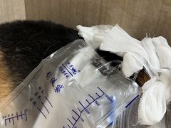 -北京观赏动物医院·24小时大型综合·猫专科·异宠专科