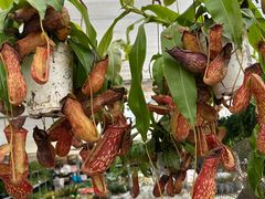 -龙大花卉苗木市场