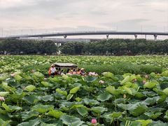 -荷塘月色湿地公园·向阳花洲