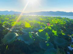 -西湖外事游船(花港观鱼码头)