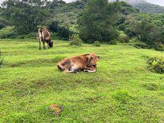 -大姆山草场