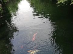 -西湖外事游船(花港观鱼码头)