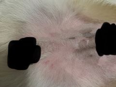-宠颐生中康贝怡动物医院