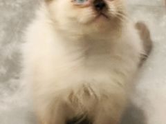 -楼上猫咖(罗湖店)