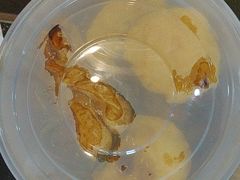 -东北特色铁锅炖·柴火灶(富阳一店)