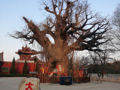 -大槐树寻根祭祖园