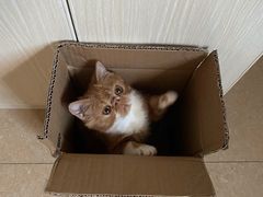 -爱侣宠医·鹦鹉专科·小型哺乳类·异宠专科(灵石路店)