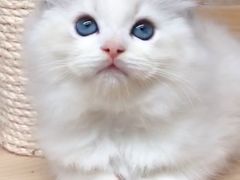 -十年猫舍·猫咪专门店(普陀店)