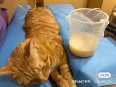 -康旭宠物医院(郑州总院)