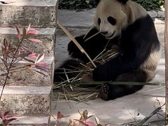 -中国大熊猫保护研究中心雅安碧峰峡基地