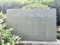 -龙井村