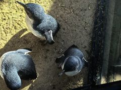 -费瑟代尔野生动物园