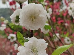 -桃花涧