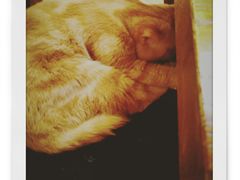 -more than meow吴止猫主题餐厅(承德 中船汇店)