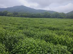 -中国茶叶博物馆(双峰馆区)