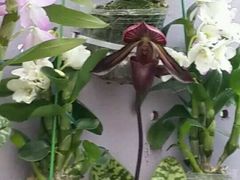 -广州花之恋城堡酒店