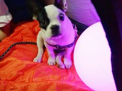 -洛阳白云山景区