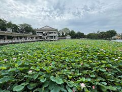 -荔湾湖公园