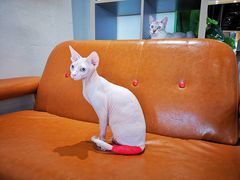 -藏猫猫咖啡主题馆(中央大道店)