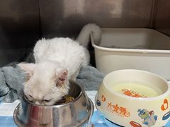 -荔康动物医院(康王北路店)