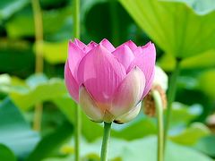 -莲花池公园