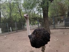 -长白岛森林公园