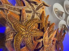 海星-半岛听涛蒸汽海鲜自助(K11店)